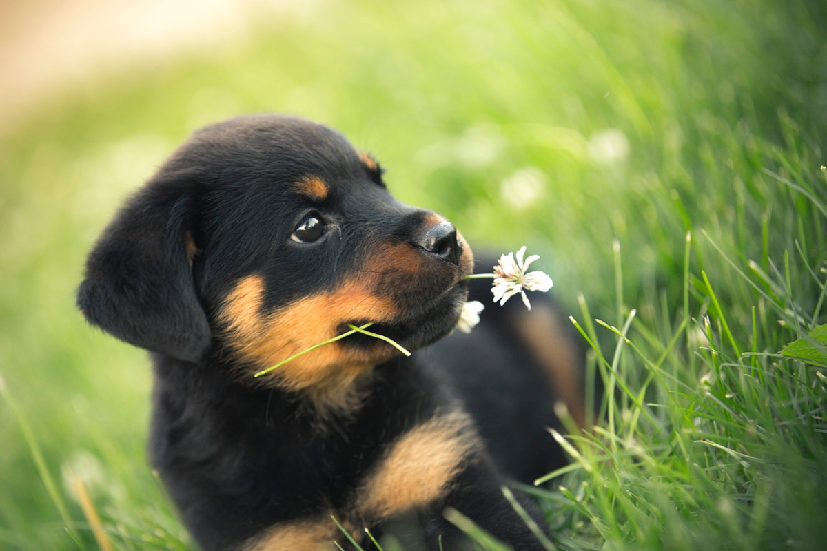 HOW TO TAKE CARE OF ROTTWEILER PUPPY Pet Care and